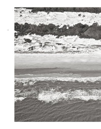 Wild Horses of Cumberland Island