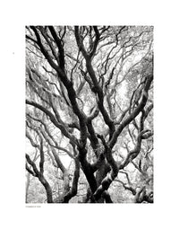 Wild Horses of Cumberland Island