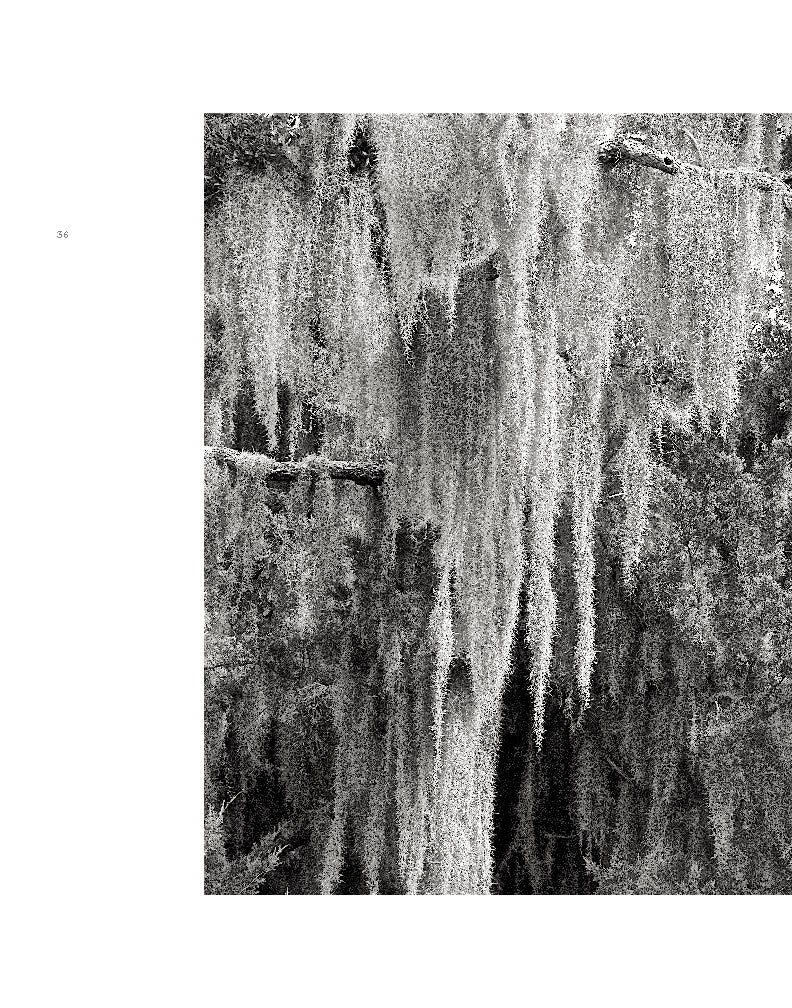 Wild Horses of Cumberland Island