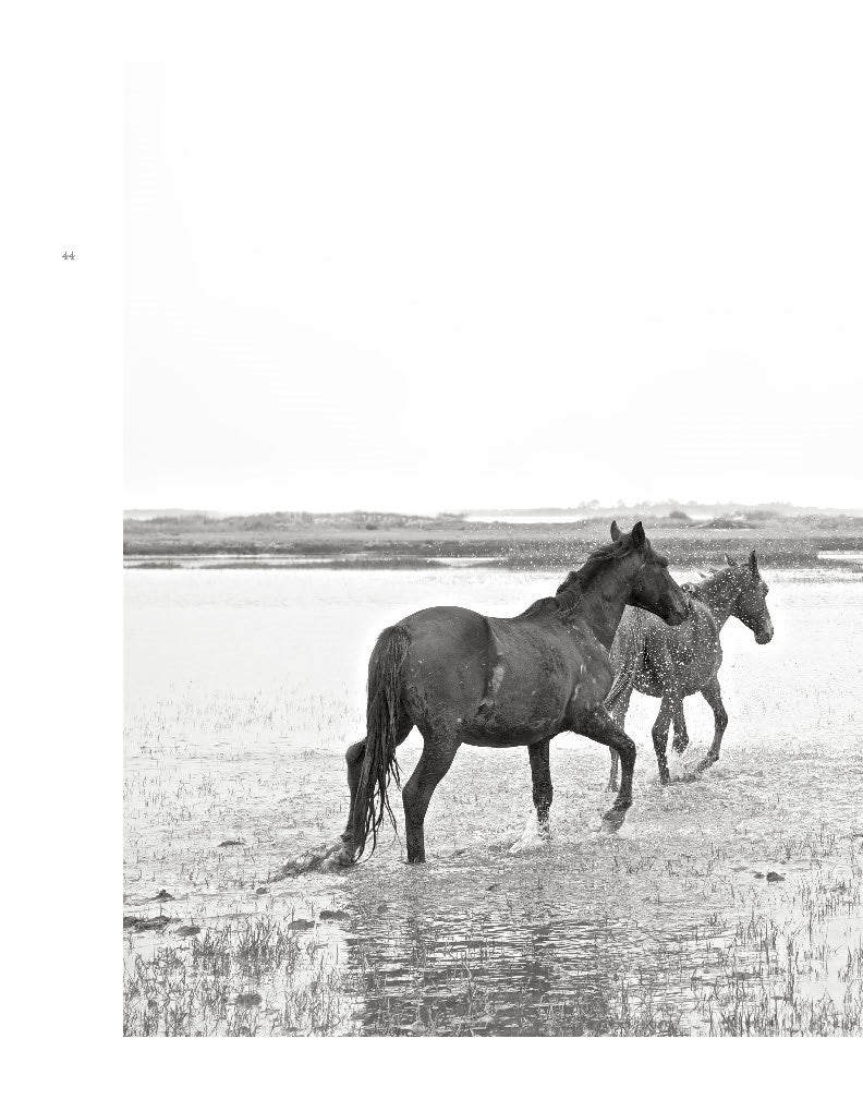 Wild Horses of Cumberland Island