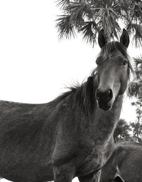 Wild Horses of Cumberland Island