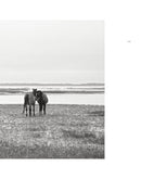 Wild Horses of Cumberland Island