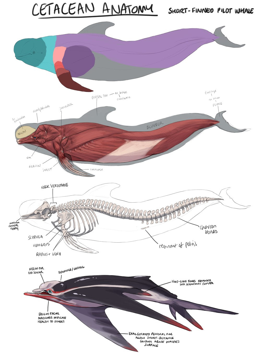 Fundamentals of Creature Design