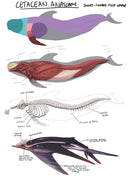 Fundamentals of Creature Design