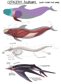 Fundamentals of Creature Design