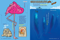 Animal FACTopia!