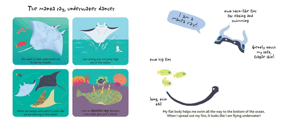 Touch and Explore: The Ocean