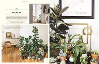 Urban Jungle