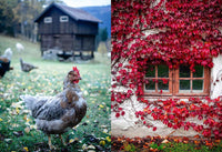 Norwegian Baking through the Seasons: 90 Sweet and Savoury Recipes from North Wild Kitchen