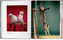 Walter Chandoha. Cats. Photographs 1942-2018